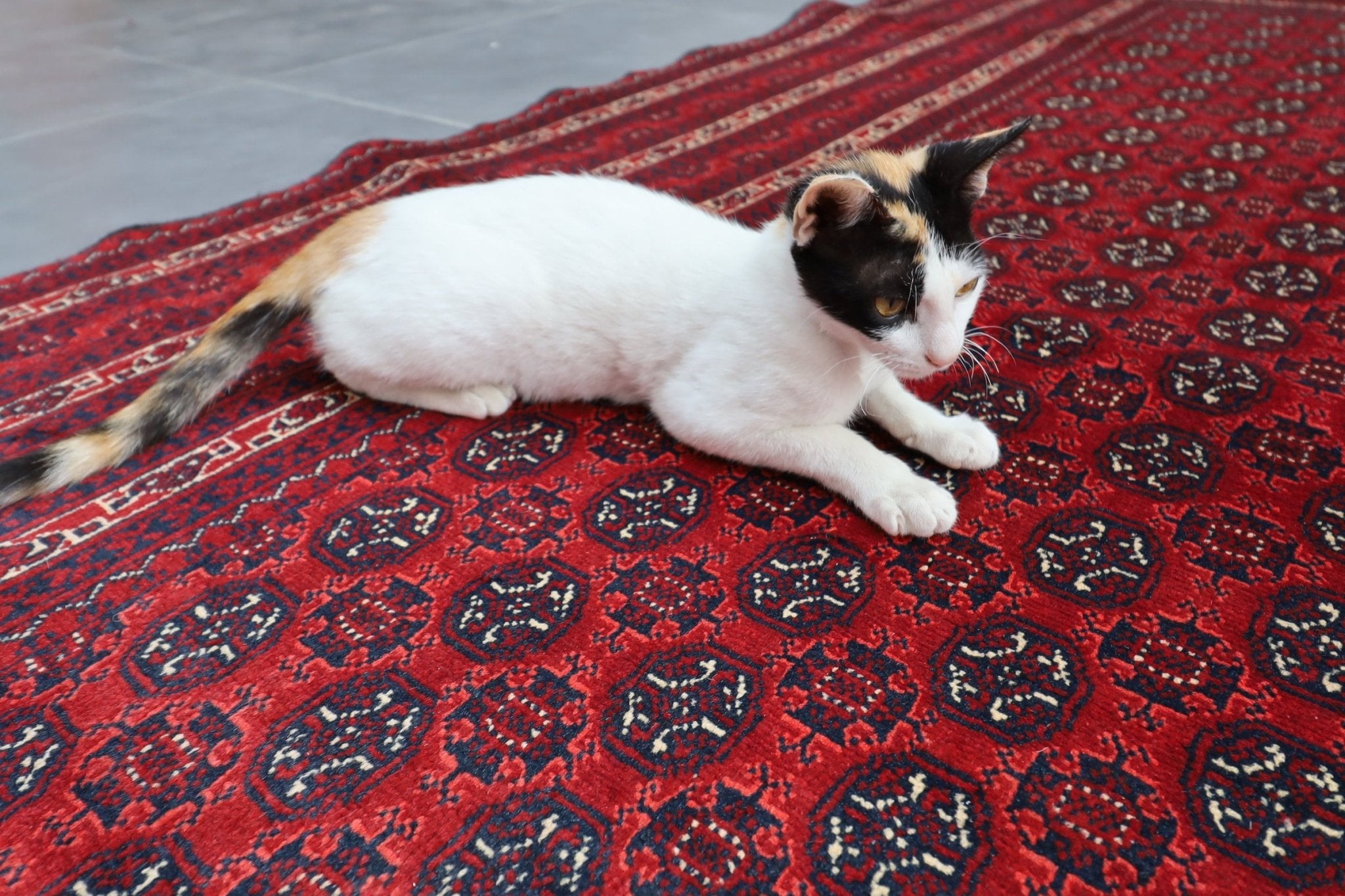 Bokhara - 205x298 cm - Jerm Rugs - Jerm | جِرْم